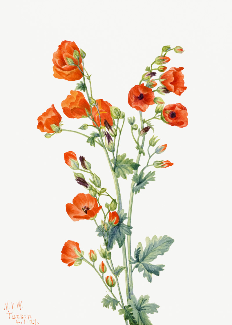 Scarlet Globe Mallow Flower Painting by Mary Vaux Walcott